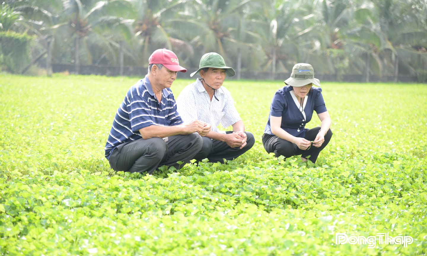 Vườn rau má của ông Mười thu lợi nhuận khoảng 25 triệu đồng/công.